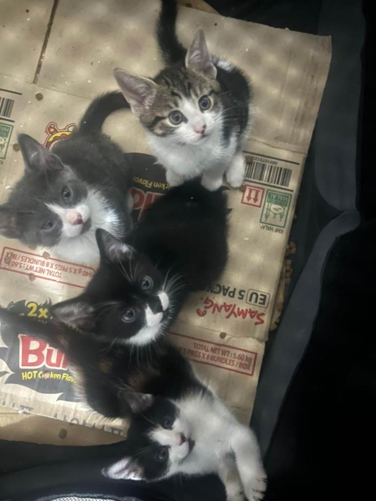 Kittens for sale