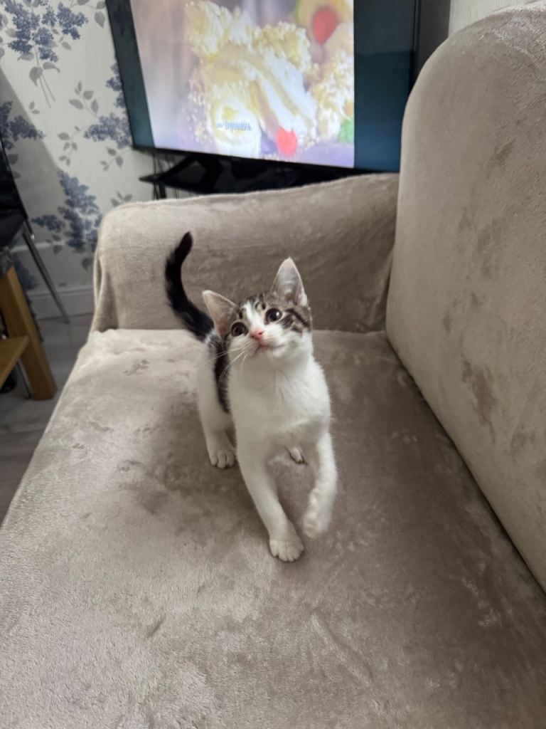 White & Black Tabby Coat Kitten 3 months old litter trained