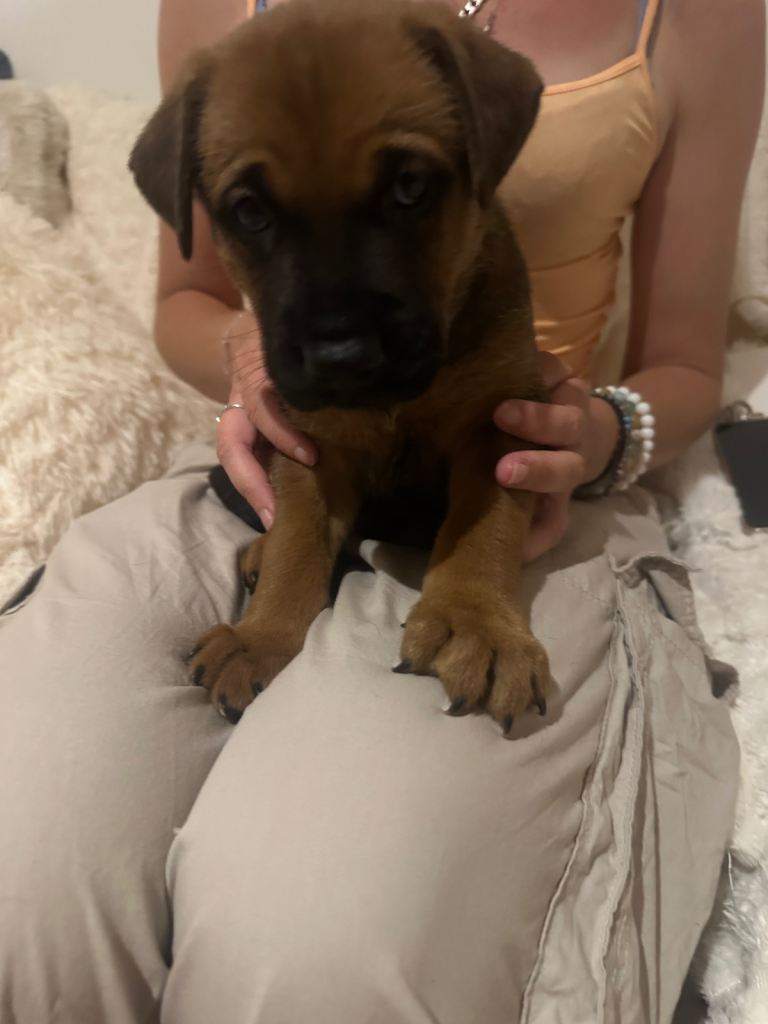 2 boys left and one girl Beautiful German Shepard Belgium Malinois staffy cross puppy’s  