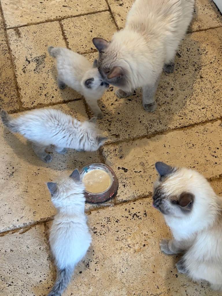 Adorable Male Ragdoll Kitten for sale