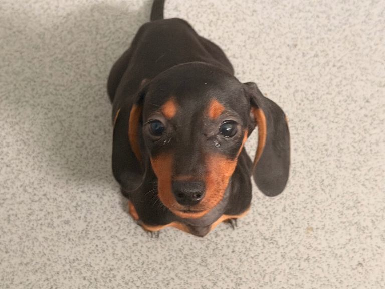 Miniature dachshund puppies 