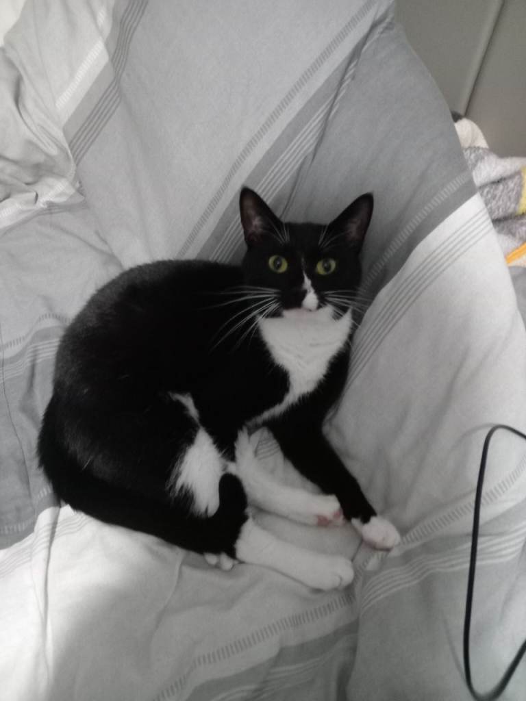 Cat for sale