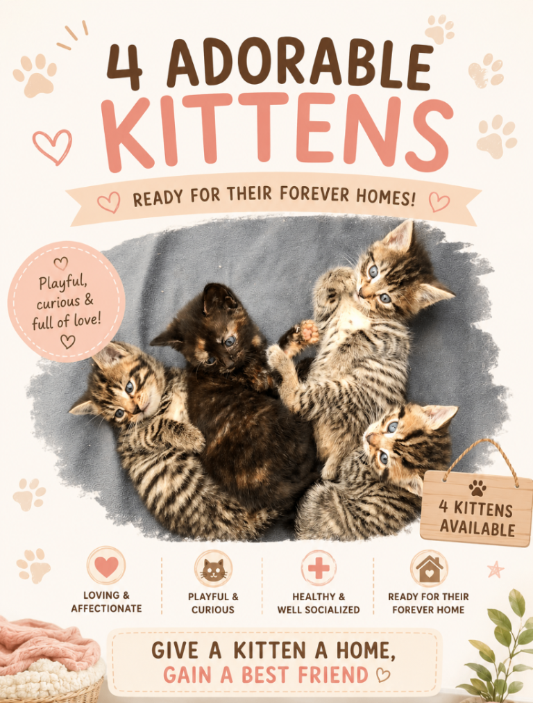 🐱 Adorable Kittens Looking for Their Forever Homes 🐱