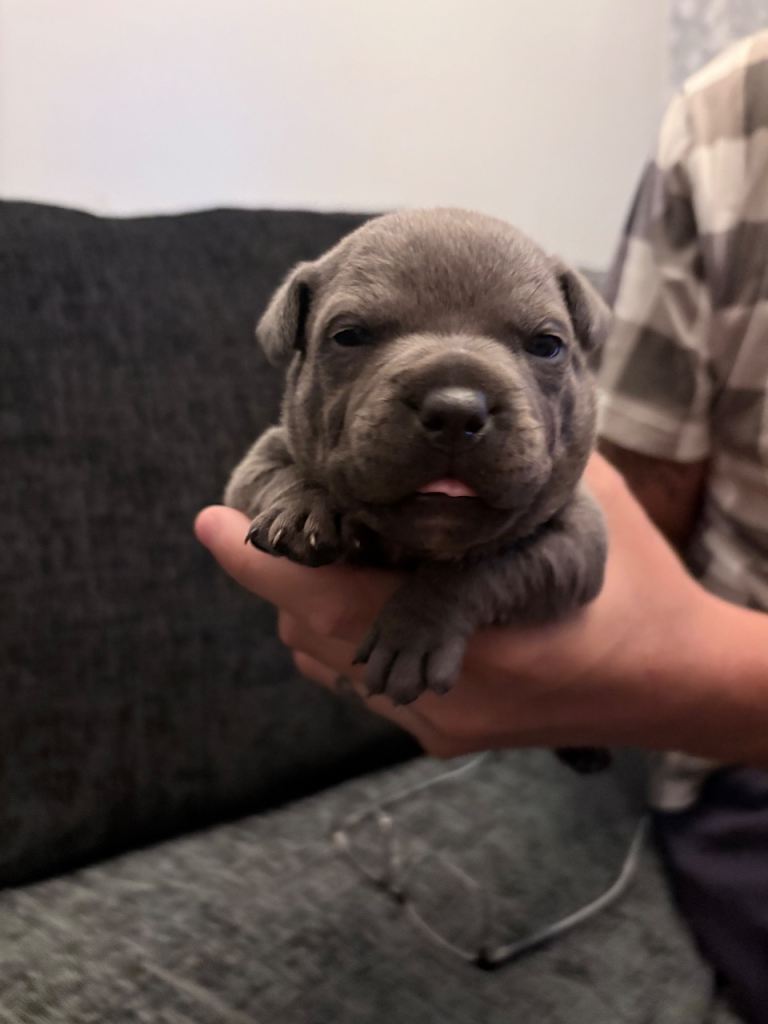 Blue staffy pups 