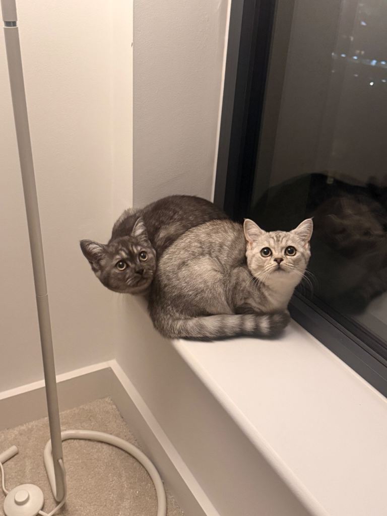 Rare pure British shorthair ready to leave 🏡