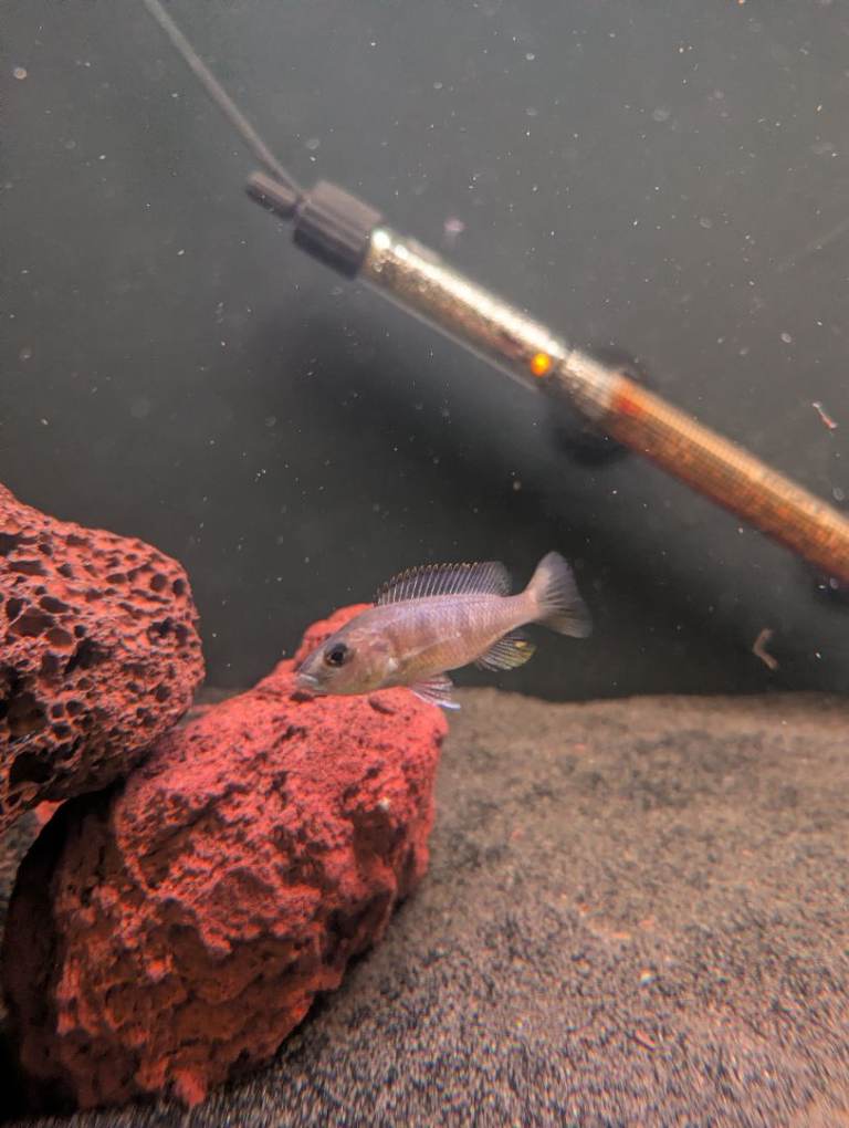 Mbuna Cichlids fry