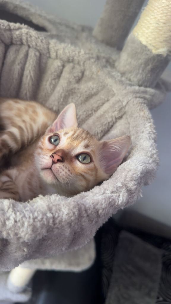 Last pure Bengal male kitten 