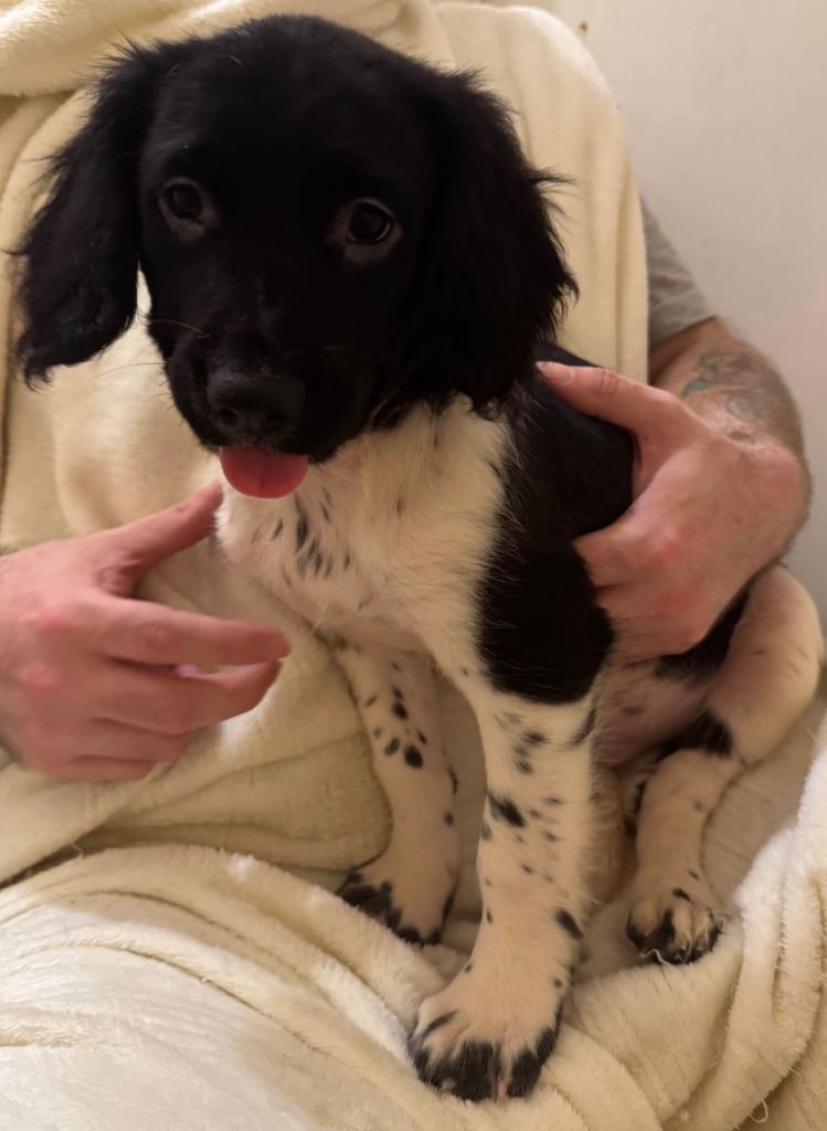 English springer spaniel puppies