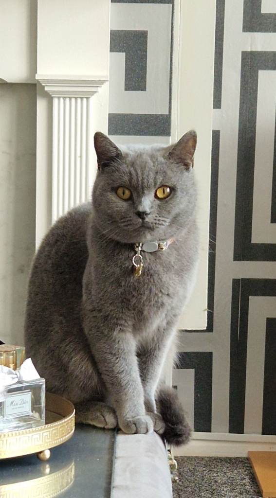 Female british shorthair