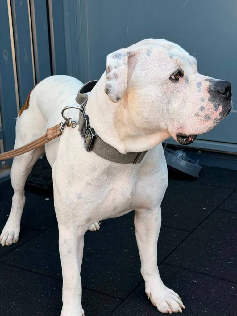 Selling American bully asap