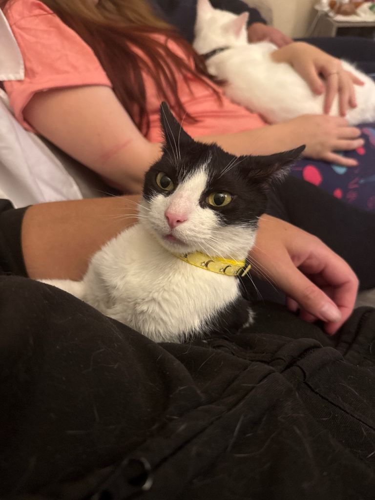 Black and white cat 