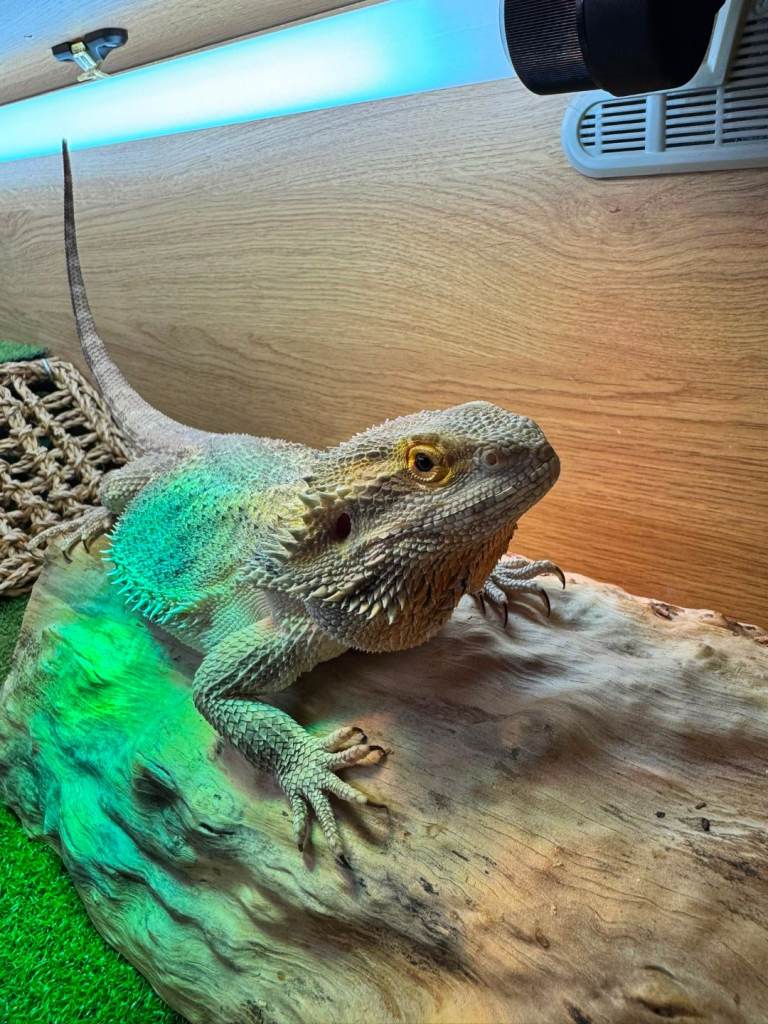Healthy Bearded Dragon + Full Vivarium Setup