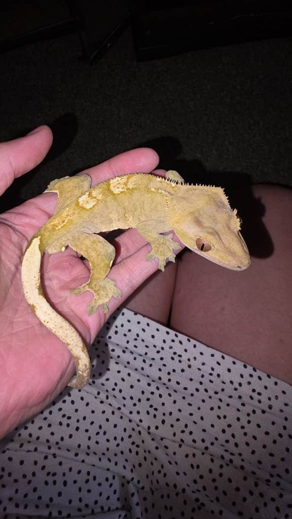 Crested Gecko's