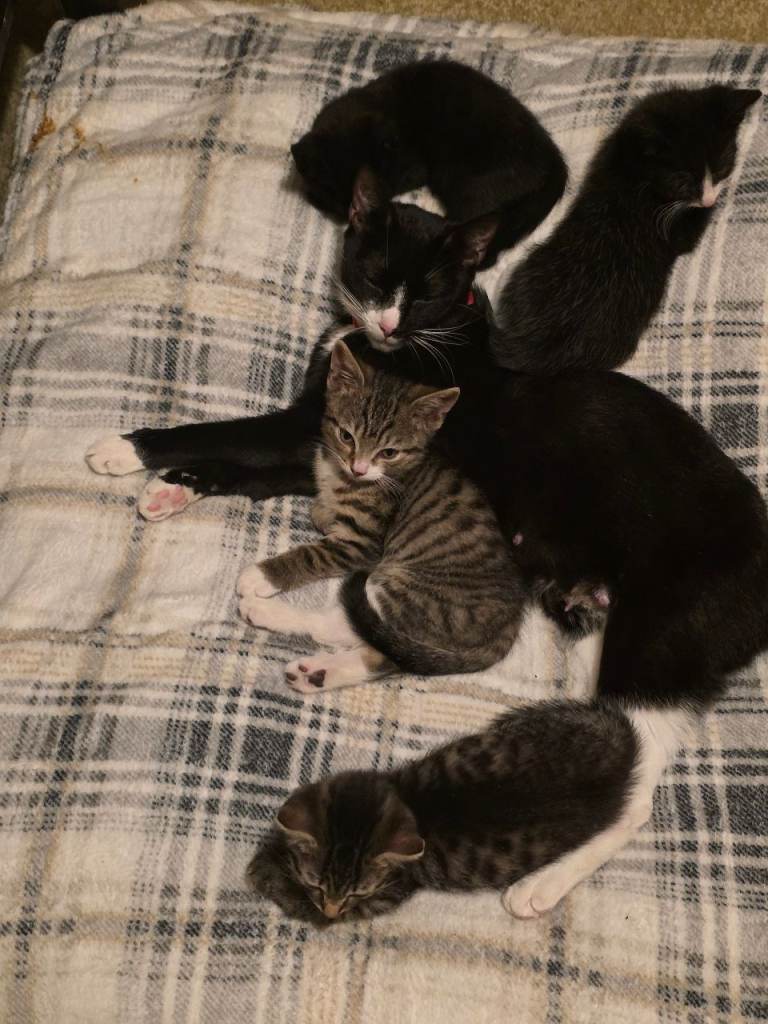 Kittens for sale.