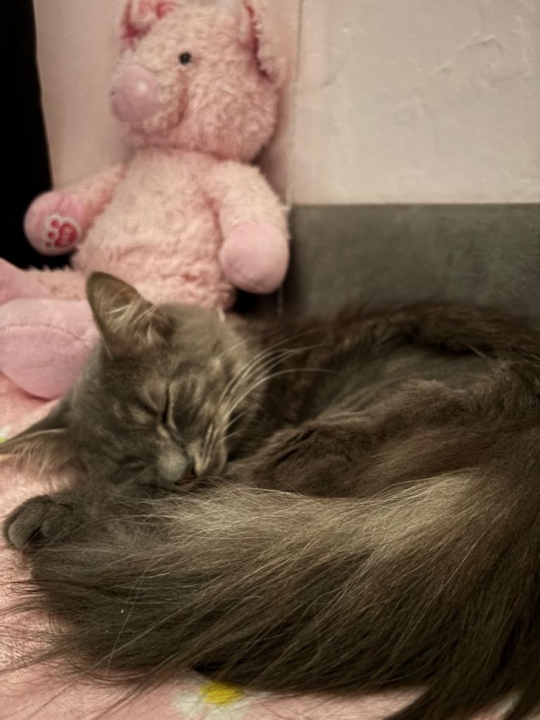 Female Cat for sale (URGENT)