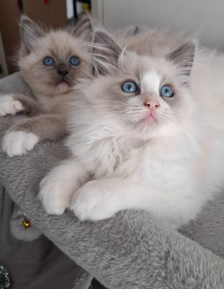 Ragdoll kittens 