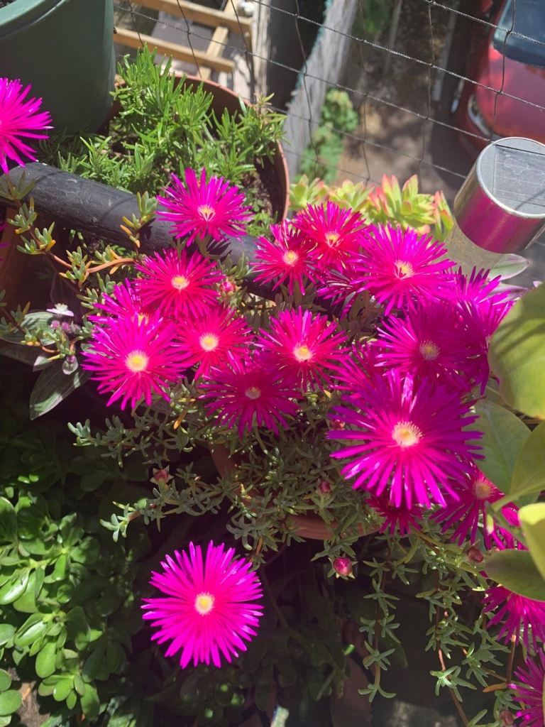 Succulent plants 