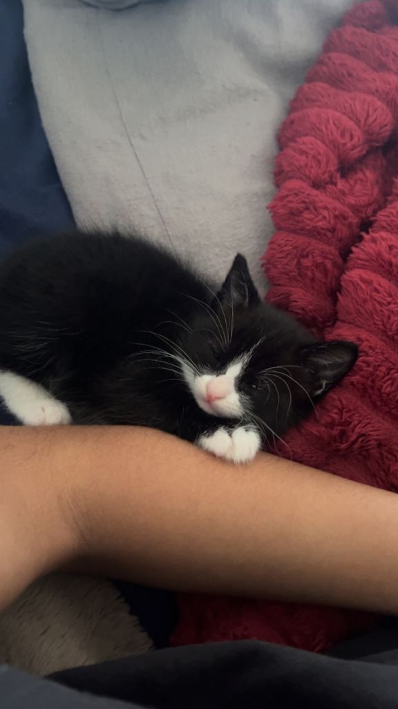Super fluffy and loving male kitten