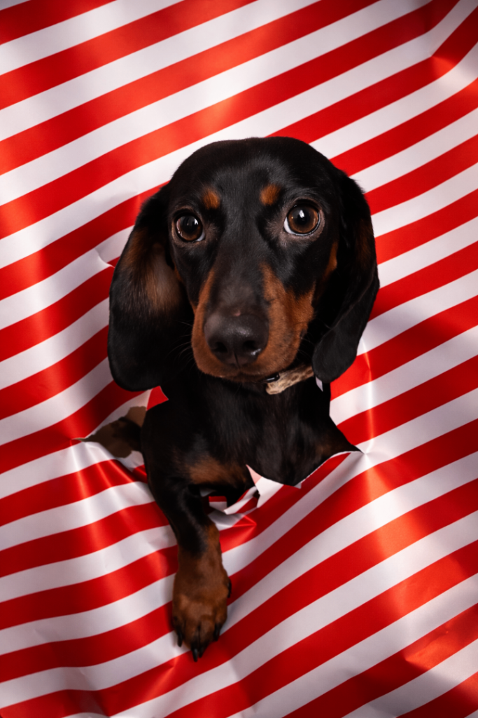 Miniature Dachshund – Loving Family Pet – Reluctant Rehoming