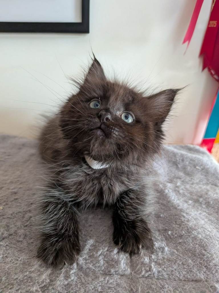 Main coon X ragdoll (only 3 left 1 male 2 females )