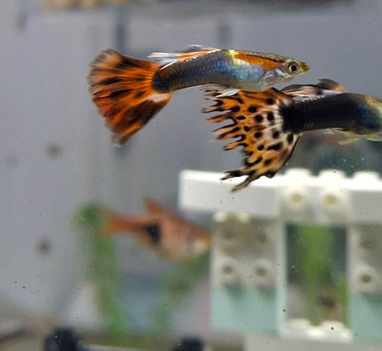 Fancy Guppy Fish, Ramshorn Snails & Yellow Cherry Shrimp, Guppies