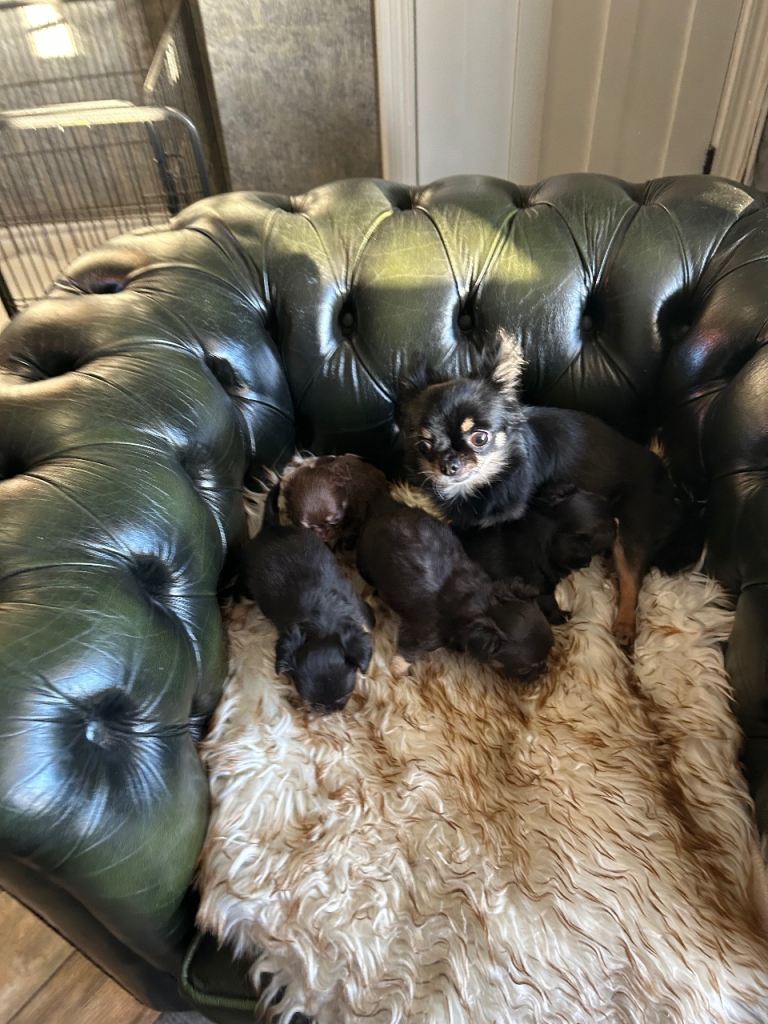 Tea cup chihuahua pups