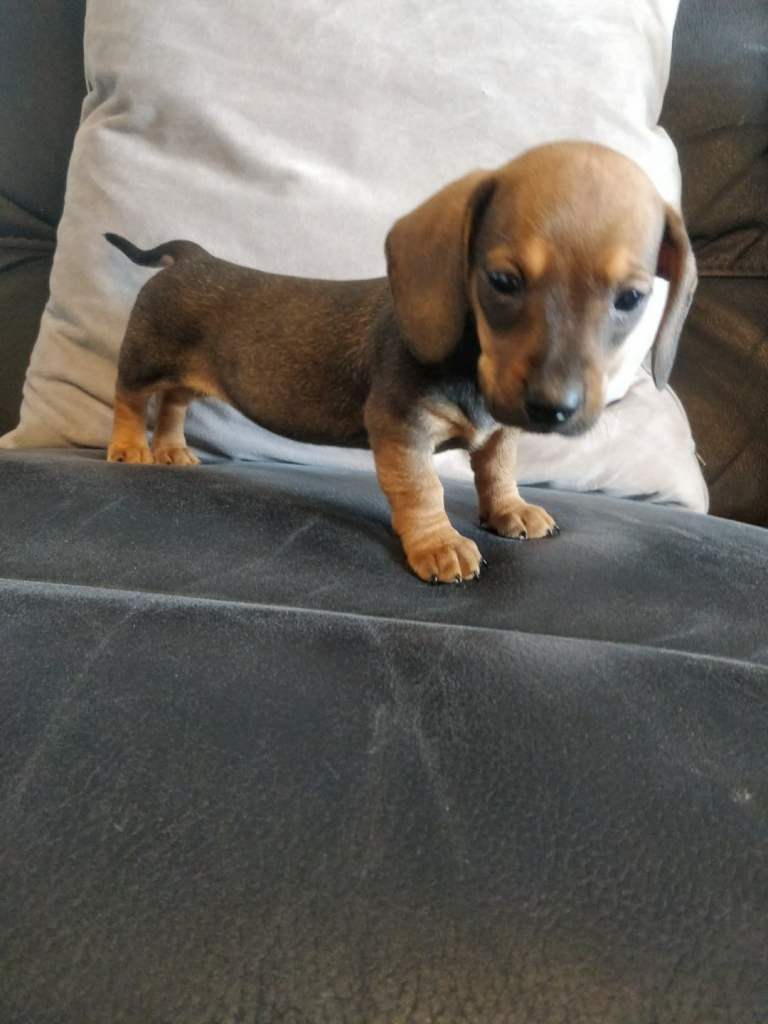 Miniature dachshund puppies 