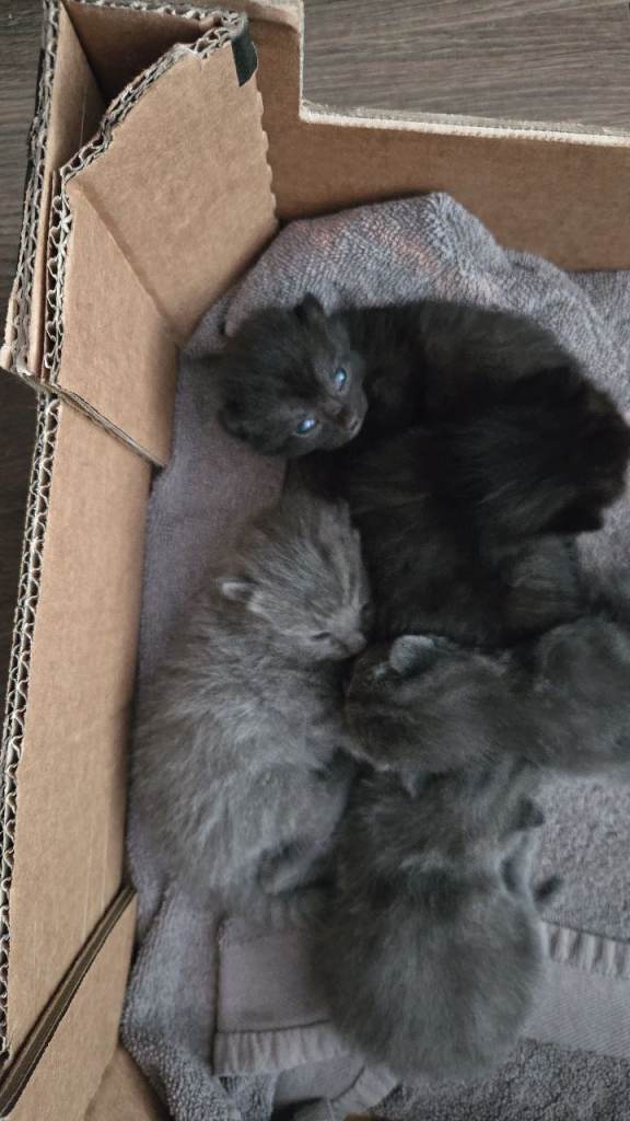 British shorthair kittens 