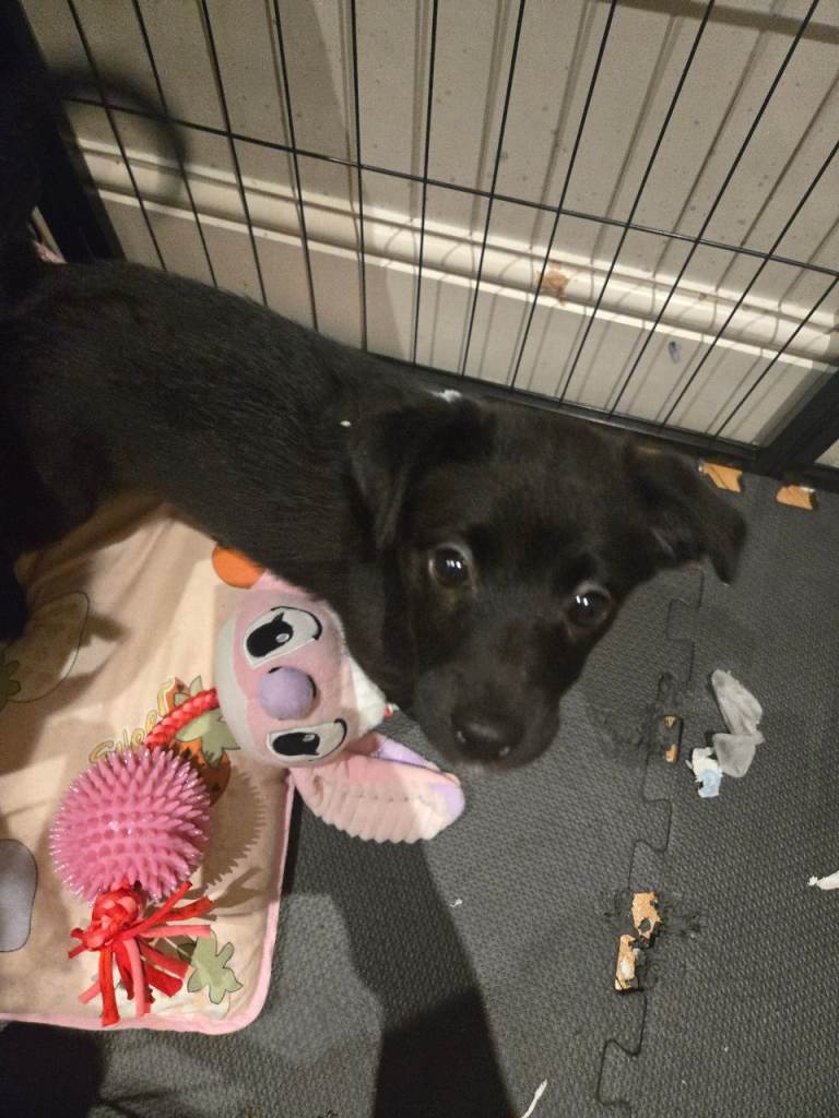 Jack and cho cho mix female 6 months