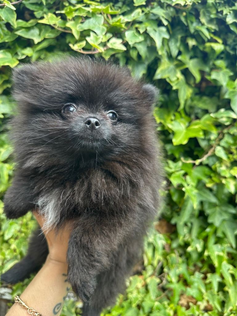 Pomeranian boy/girl Russian bloodlines