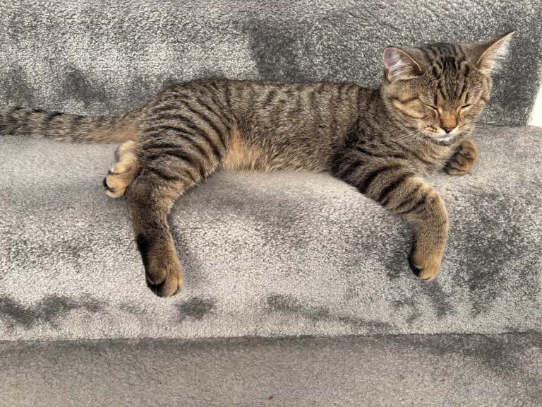MALE BRITISH SHORTHAIR, 4 MONTH OLD