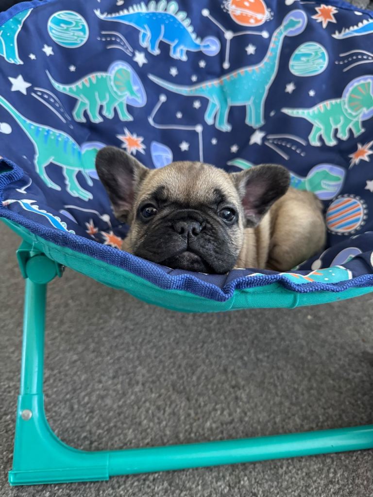 Puppy female French bulldog 