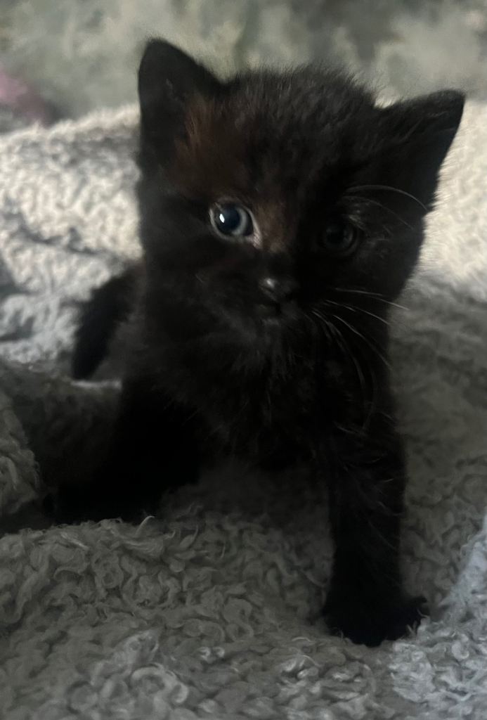 Ragdoll cross kittens 