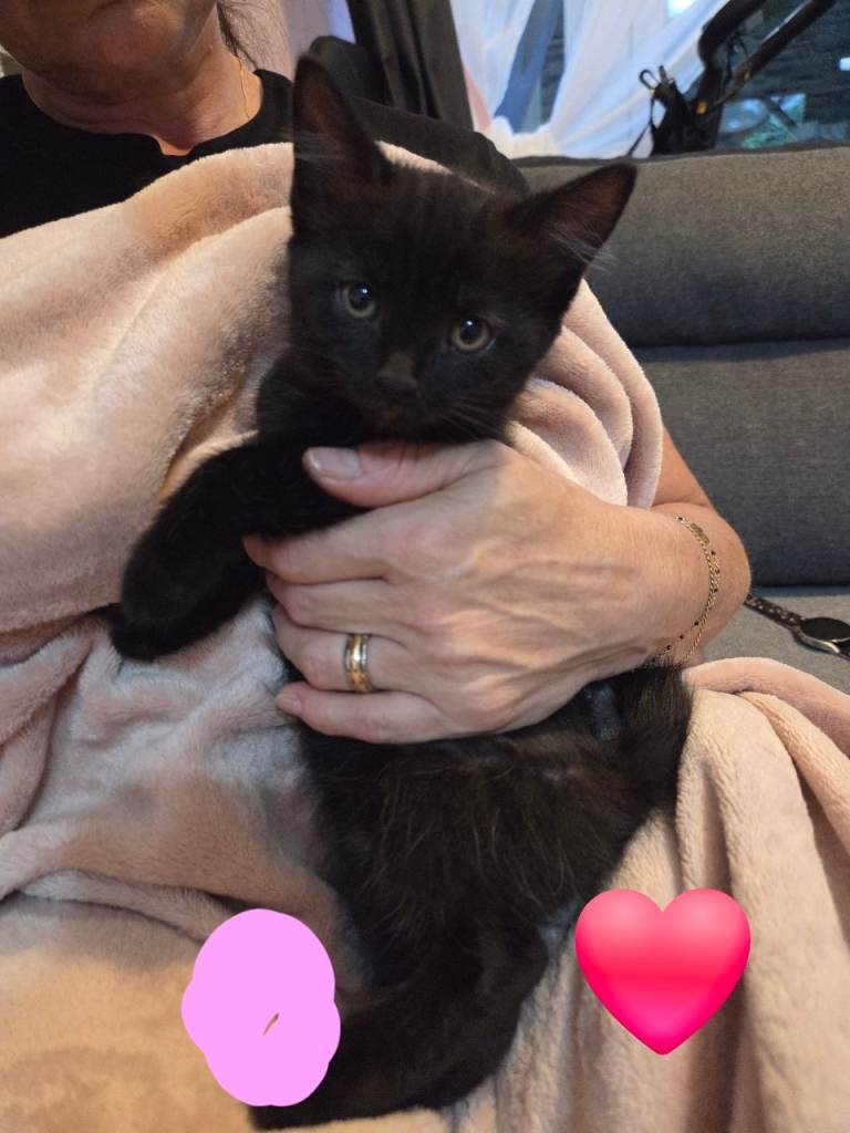 2 Beautiful Kittens for Sale