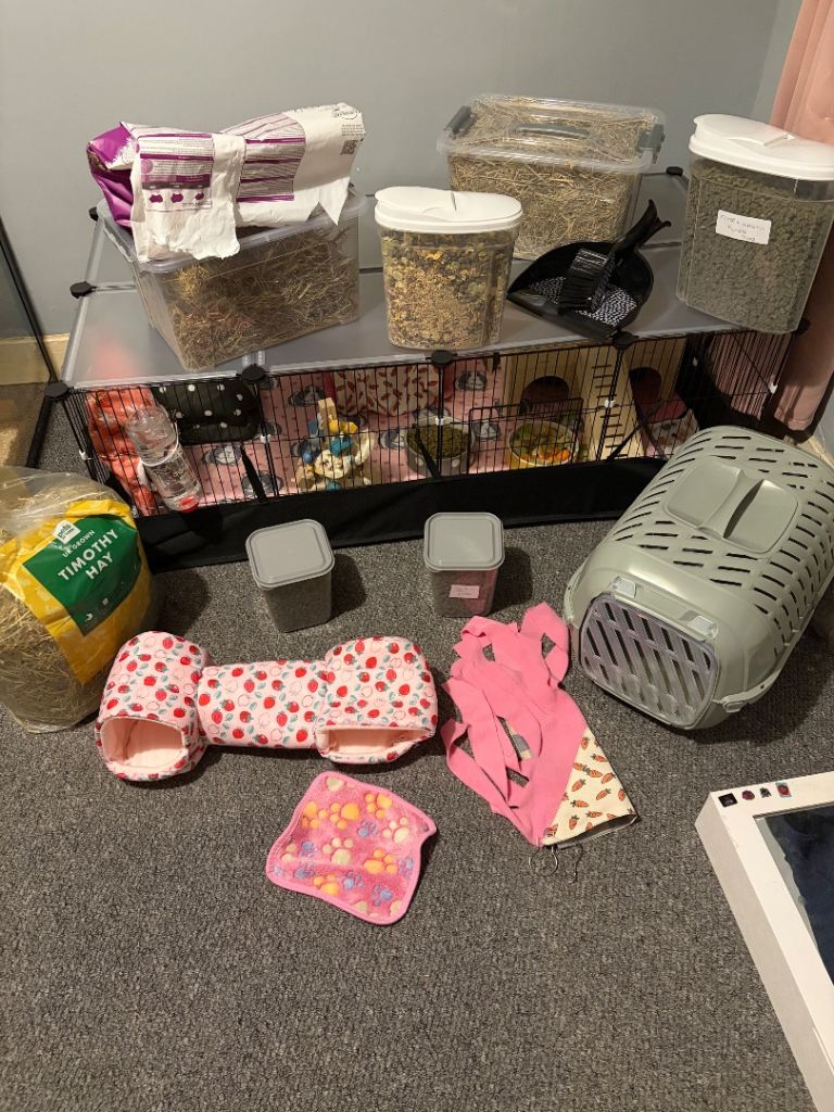 2 male guinea pigs with full set up plus extras 