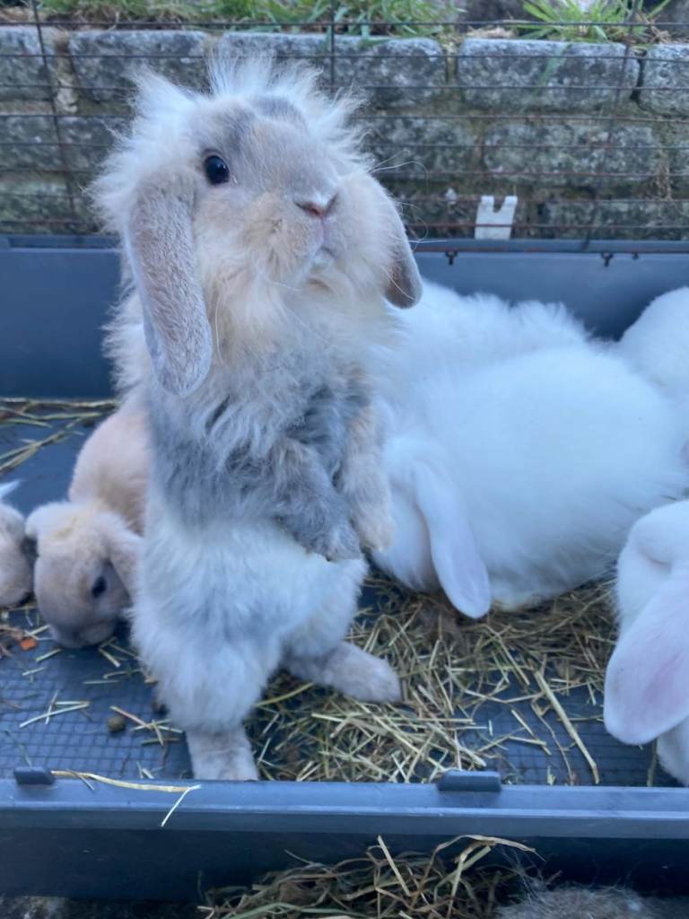 🐰 9 Rabbits for Sale – 11 Weeks Old 🐇