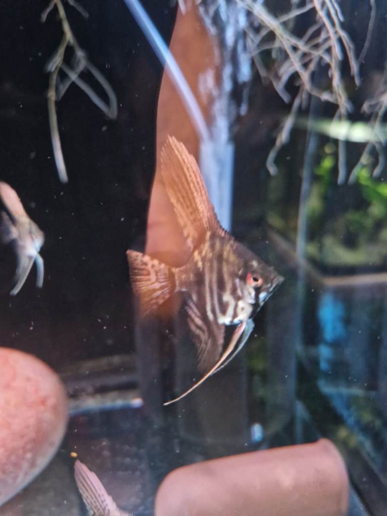Selling adult and baby angel fish