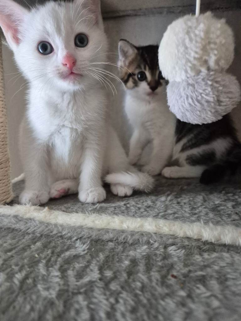 Last 2 kittens available 