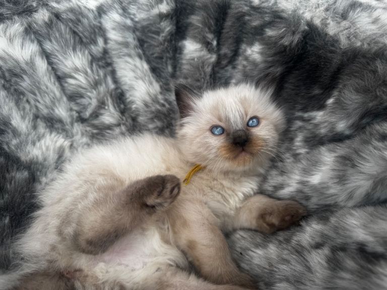 Beautiful ragdoll kittens 