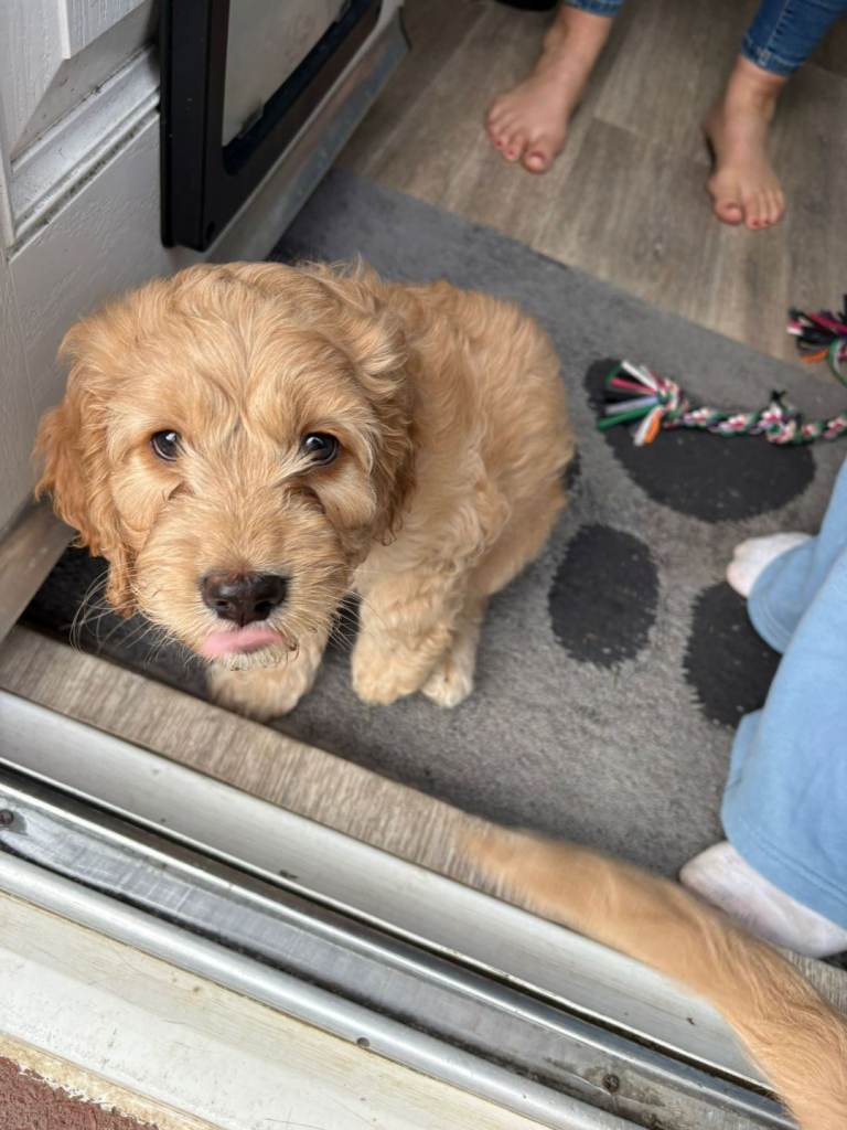  Last boy left Gorgeous golden Cockerpoo puppies ready in 3 weeks 