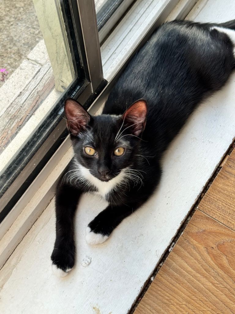 Beautiful girl kitten 