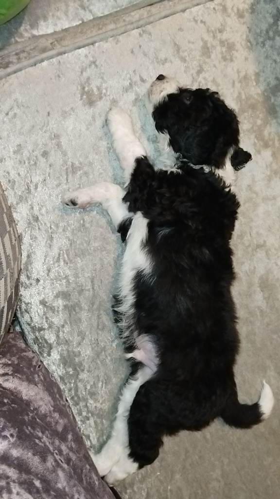 image for Poddle cross whippet