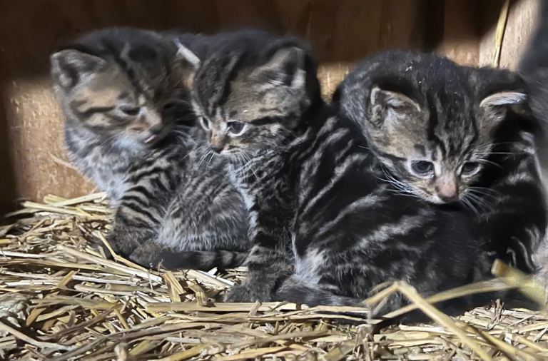 Adorable tabby kittens