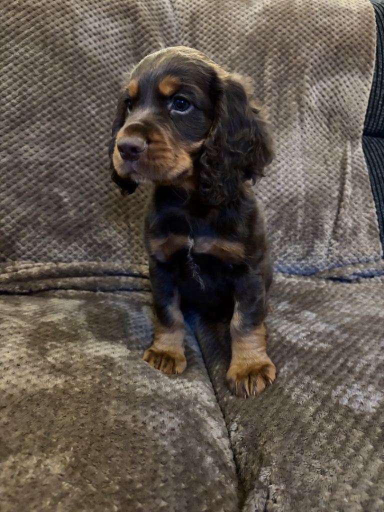 Stunning cocker spaniel pups 