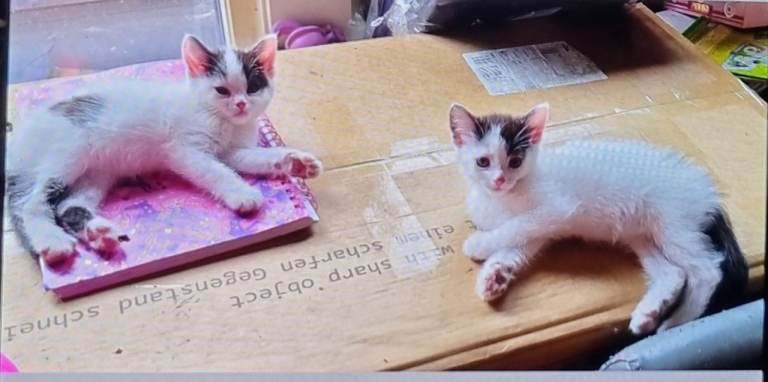 Kittens looking for their forever home 