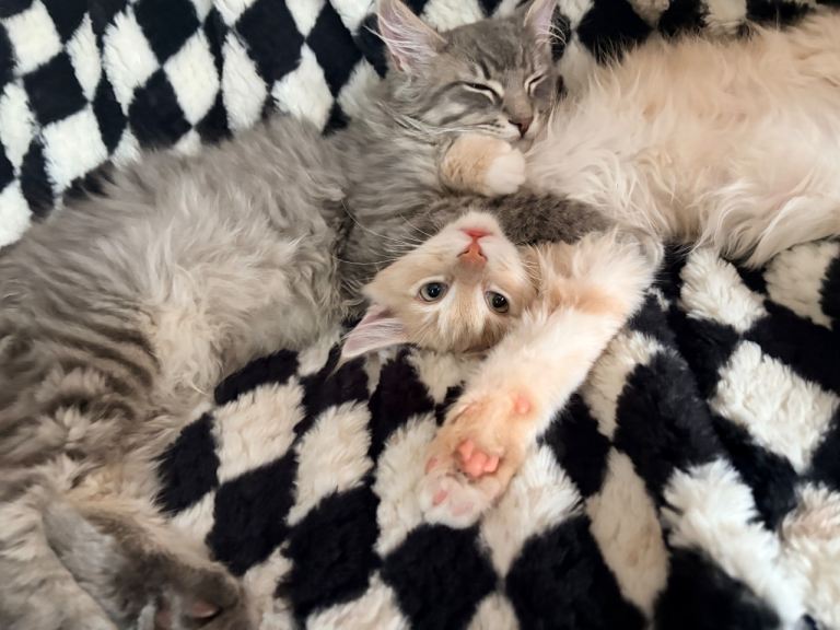 Maine Coon Brothers - 19 weeks old