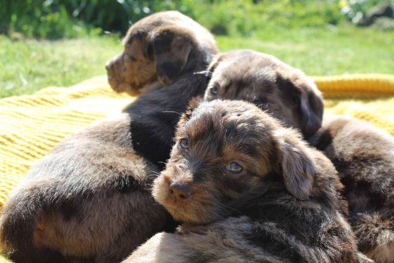 Lovely Red Merle / Silver and Chocolate Labradoodle F2B Puppies for Sale