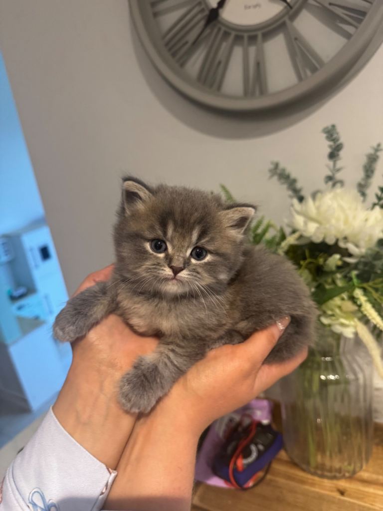British Shorthair/Ragdoll X Russian Blue Kitten BOTH SOLD PENDING COLLECTION