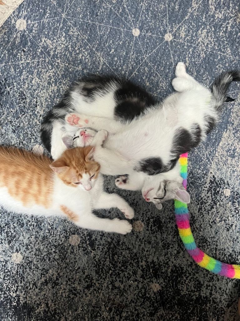 Adorable Kittens Looking for Their Forever Homes!