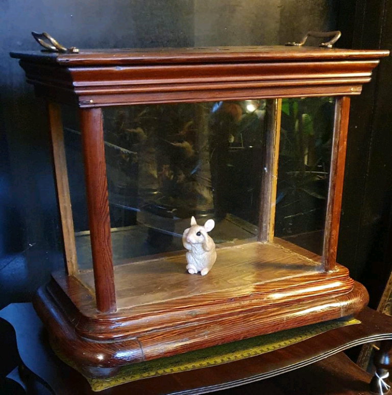 Antique Glass Case Specimen Terrarium Museum Style Display Cabinet